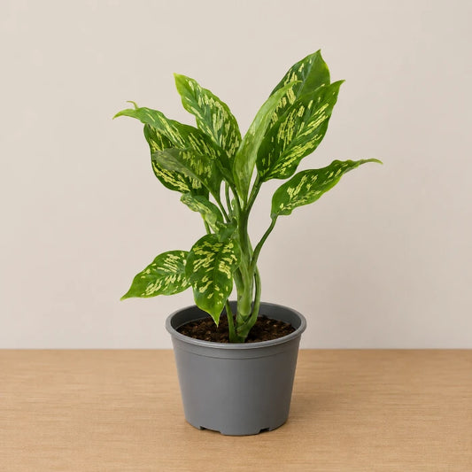 Dieffenbachia Emerald Streak