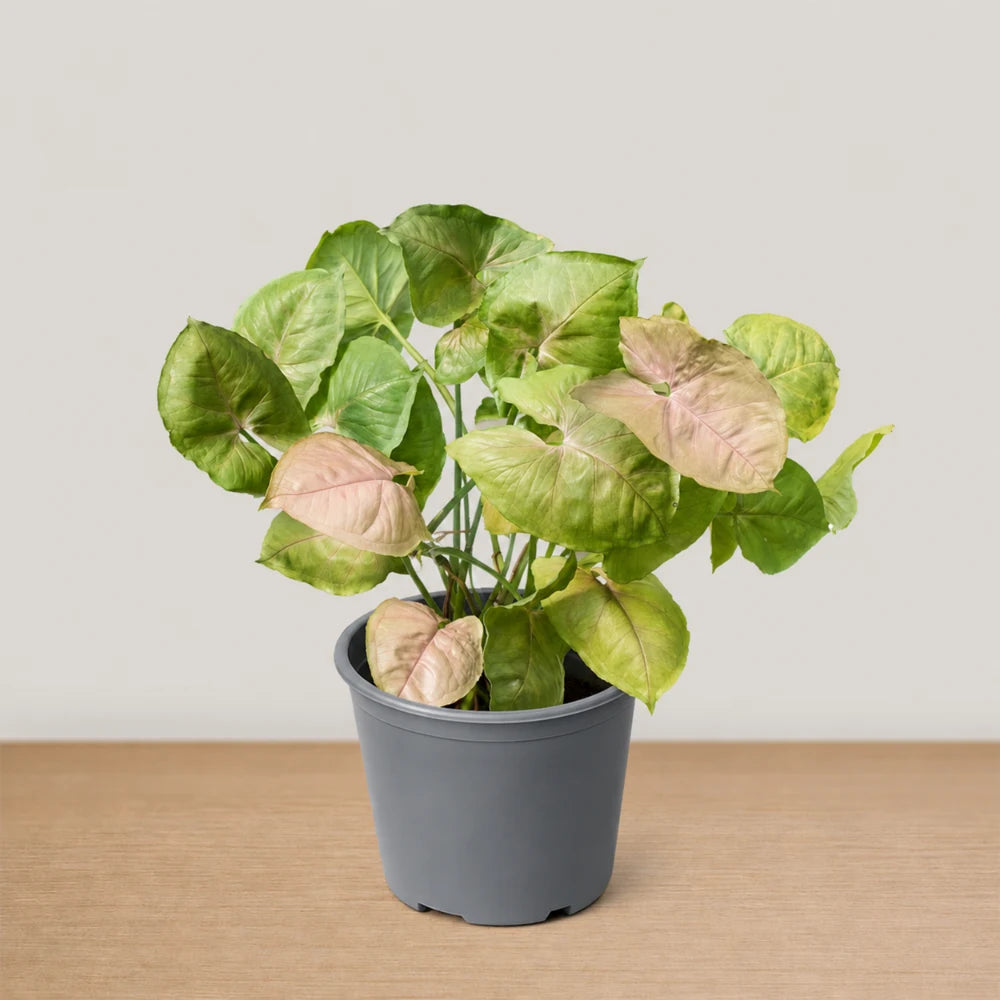 Syngonium Bold Allusion