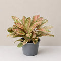 Aglaonema Dona Carmen Mutated