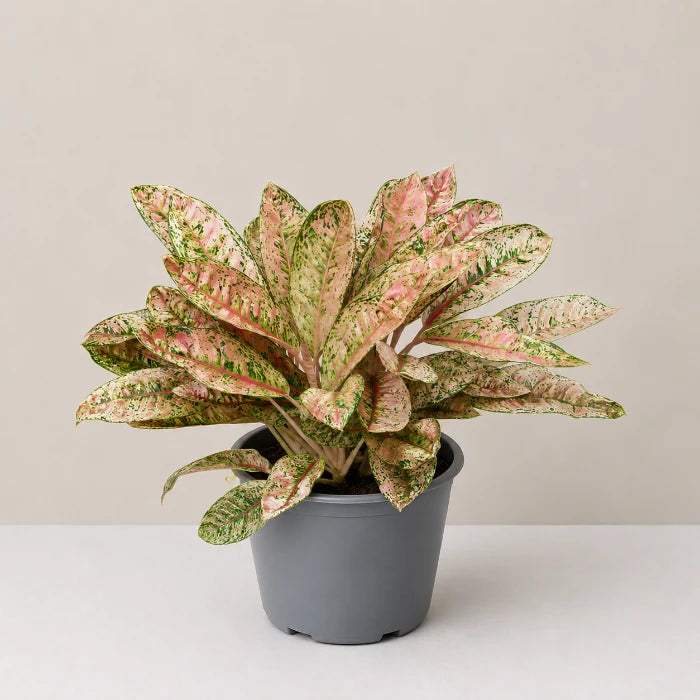 Aglaonema Dona Carmen Mutated