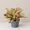 Aglaonema Dona Carmen Mutated