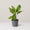 Dieffenbachia Emerald Streak