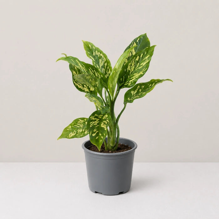 Dieffenbachia Emerald Streak