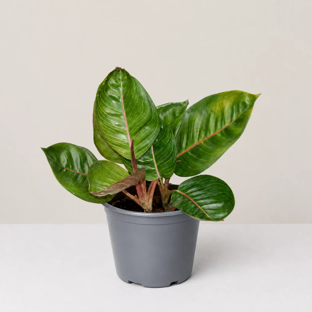 Aglaonema Black Moonlight
