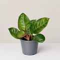 Aglaonema Black Moonlight