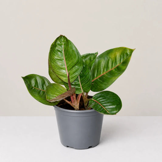 Aglaonema Black Moonlight