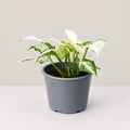 Syngonium Jade Three Kings