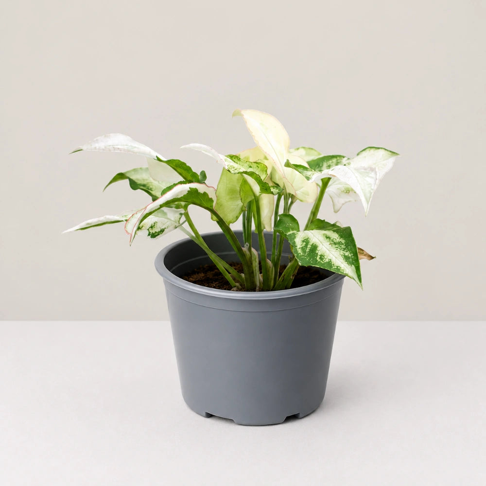 Syngonium Jade Three Kings