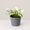 Syngonium Jade Three Kings