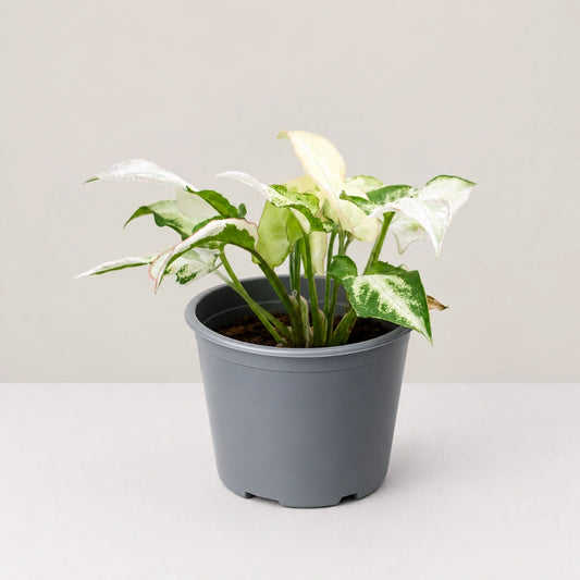Syngonium Jade Three Kings