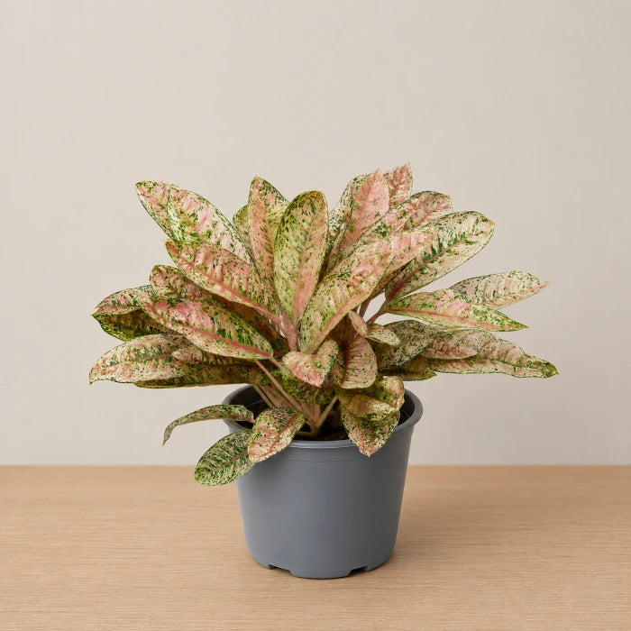 Aglaonema Dona Carmen Mutated