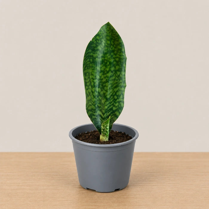 Whale Fin Sansevieria