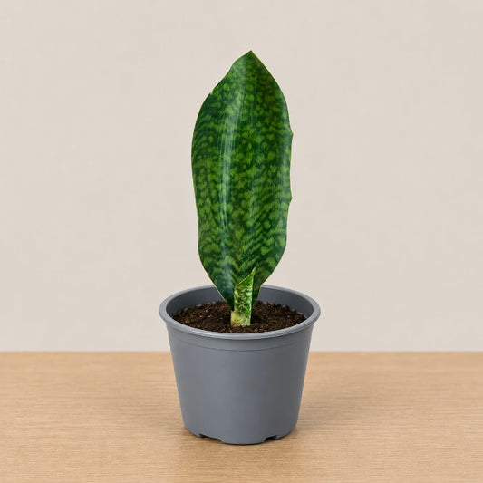Whale Fin Sansevieria
