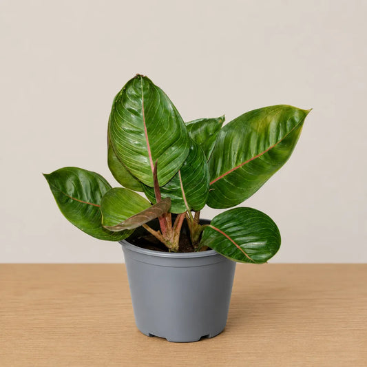 Aglaonema Black Moonlight