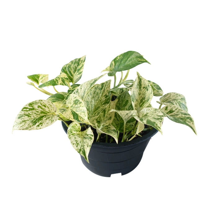 Epipremnum Marble Queen