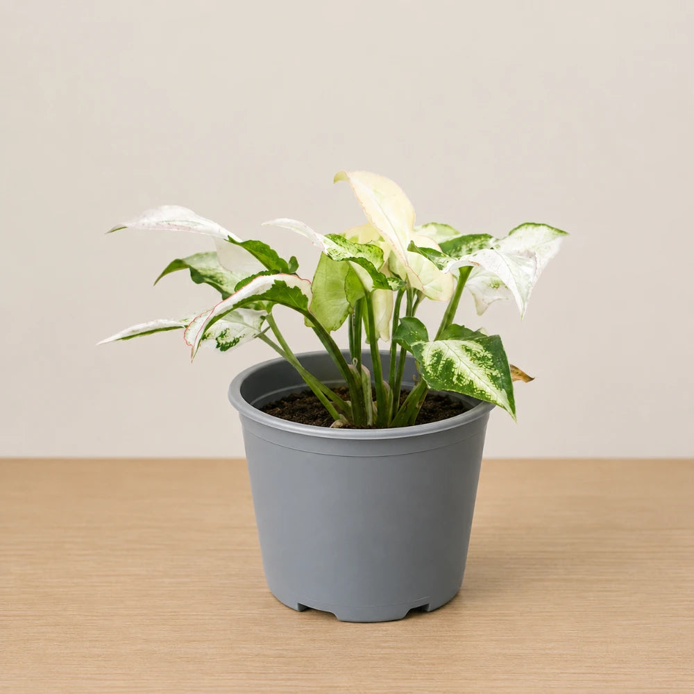 Syngonium Jade Three Kings