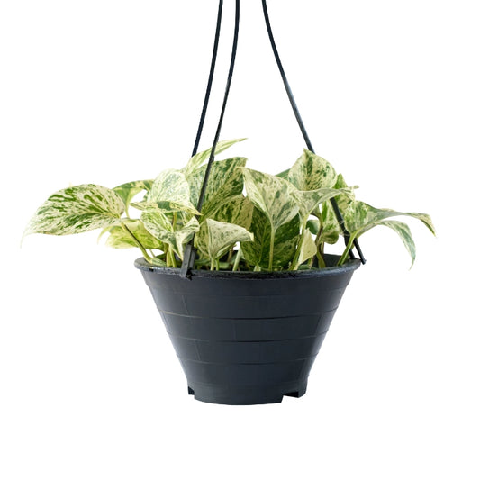 Epipremnum Marble Queen