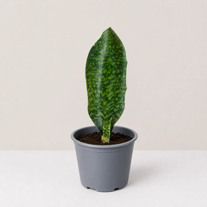 Whale Fin Sansevieria