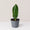 Whale Fin Sansevieria
