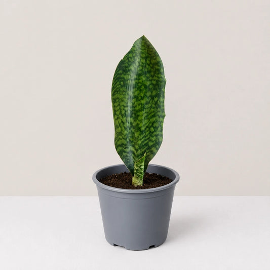 Whale Fin Sansevieria