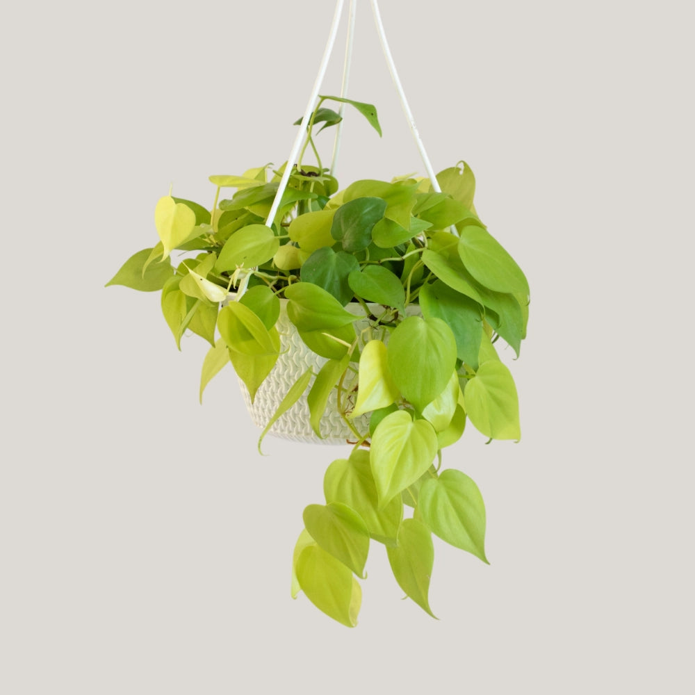 Epipremnum Neon