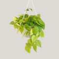 Epipremnum Neon