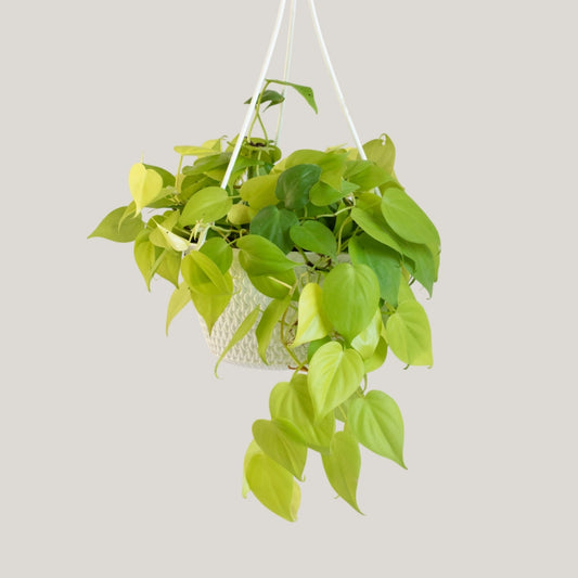 Epipremnum Neon