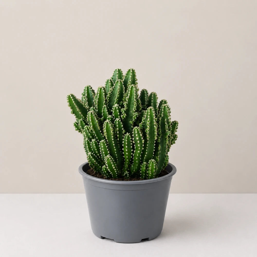 Fairy Castle Cactus