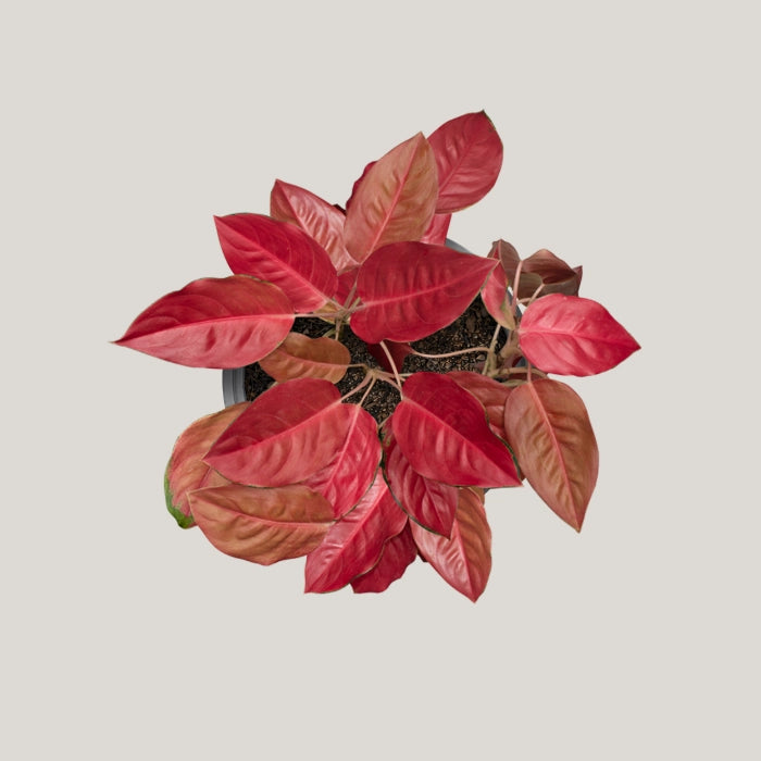 Aglaonema Charlie Brown