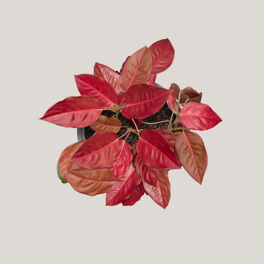 Aglaonema Charlie Brown