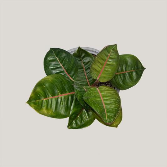 Aglaonema Black Moonlight