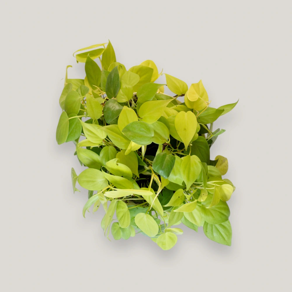 Epipremnum Neon