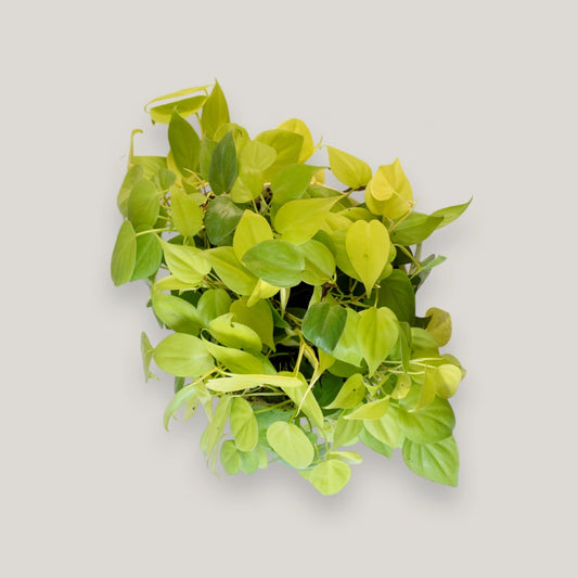 Epipremnum Neon