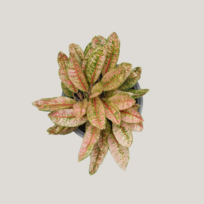 Aglaonema Dona Carmen Mutated