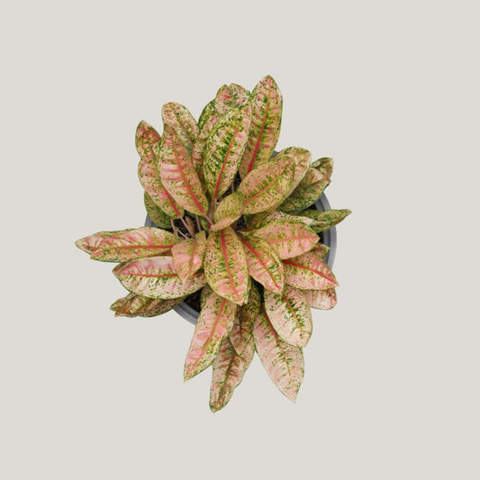 Aglaonema Dona Carmen Mutated