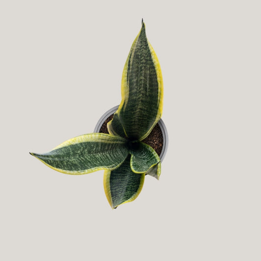 Sansevieria Golden Flame