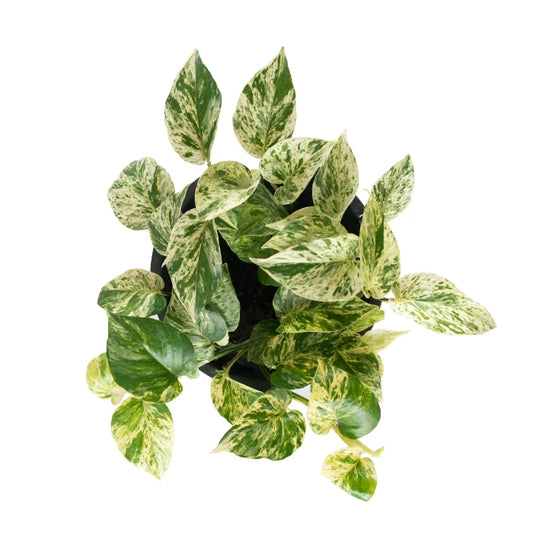 Epipremnum Marble Queen