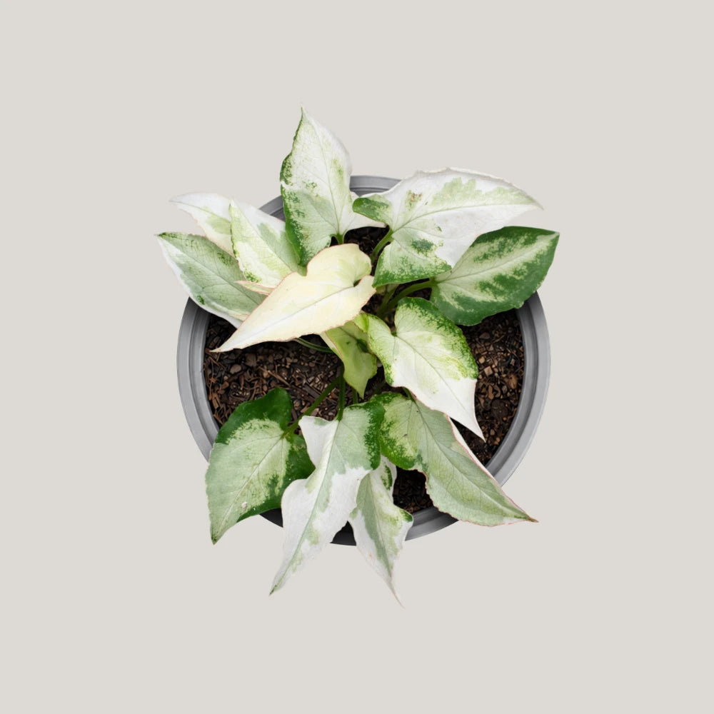 Syngonium Jade Three Kings